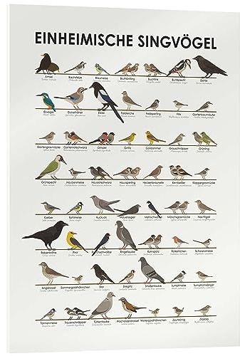 Posterlounge Iris Luckhaus Einheimische Singvögel Acrylglasbild 30 x 40 cm | Infografik grafisch minimalistisch Silhouette Illustration skandinavisch Ornithologie Vogelkunde Naturkunde Biologie Vogel