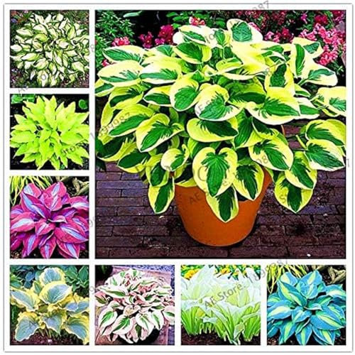 Hosta pflanze mix,Hostas funkien,Funkienzwiebeln, kältebeständige mehrjährige Pflanzen,Hosta mix pflanze winterhart-6zwiebeln-A
