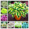 Hosta pflanze mix,Hostas funkien,Funkienzwiebeln, kältebeständige mehrjährige Pflanzen,Hosta mix pflanze winterhart-6zwiebeln-A