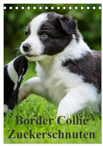 Border Collie Zuckerschnuten (Tischkalender 2026 DIN A5 hoch), CALVENDO Monatskalender: 12 Monate Spaß mit Schmunzeleffekt. Ein Must-Have für Liebhaber dieser besonderen Hunderasse. (CALVENDO Tiere)