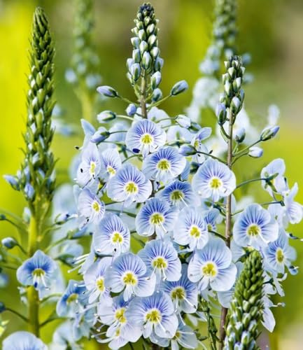 BALDUR Garten 9x Enzian-Ehrenpreis, Pflanzen im 9x9 cm-Topf | himmelblaue, duftende Blüten, pflegeleicht & winterhart, ideal für Beet & Kübel, lange Blütezeit, Blickfang