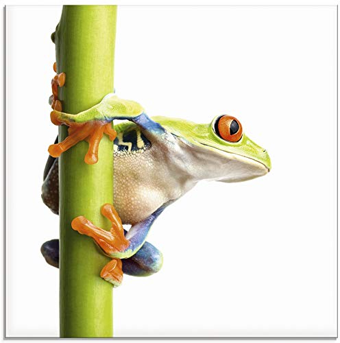 ARTland Wanddeko Glasbilder Wandbild Glas Bild einteilig Quadratisch Natur Tiere Frosch Laubfrosch Pflanze mit weißem Hintergrund T5WZ