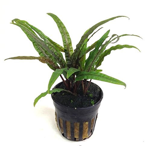 Cryptocoryne Balansae - Aquarium-Pflanze, 1 Bund