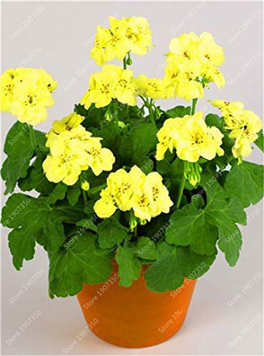 Sump Fresh 50pcs SEMILLAS de flores de geranio para plantar Amarillo