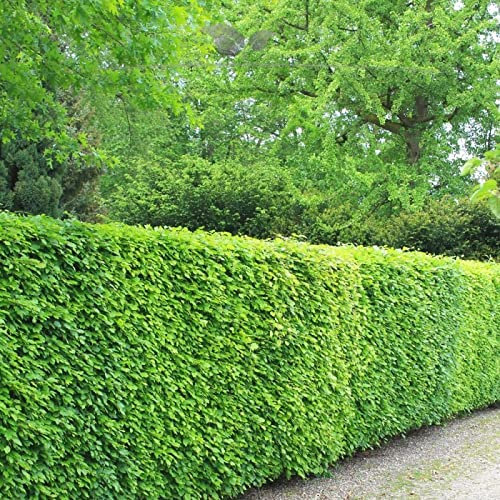 Gardline - Rotbuche Fagus sylvatica 60-80 cm, Wurzelnackt. 25-1000 Pflanzen. Rotbuche Hecke - 250 St. (ca. 45,5 Meter)