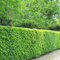 Gardline - Rotbuche Fagus sylvatica 60-80 cm, Wurzelnackt. 25-1000 Pflanzen. Rotbuche Hecke - 250 St. (ca. 45,5 Meter)