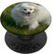 Amerikanischer Eskimo Eskie PopSockets mit austauschbarem PopGrip