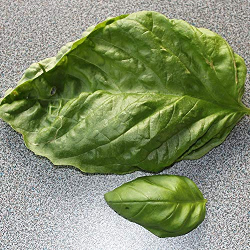 Riesenbasilikum Lettuce leaved ca. 500 Samen - Ocimum basilicum, handgroße Blätter