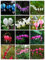 100 Stk / Beutel 20 Farbe Dicentra Spectabilis Samen Bleeding Herz klassische Hüttengartenpflanze, herzförmige Blume, ferny Laub