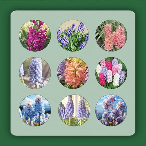 8 bulbos de flores, bulbos de jacinto - bulbos de flores de invierno, perenne resistente, Hyacinthus orientalis, bulbos de flores de primavera para jardín, regalos ecológicos para techos