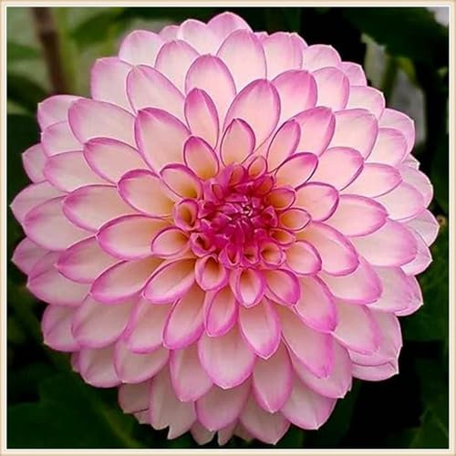 Dahlien knollen winterhart,Dahlien zwiebeln winterharte Staude, Herbstpflanzung, Frühlingsblüher-4knollen-I