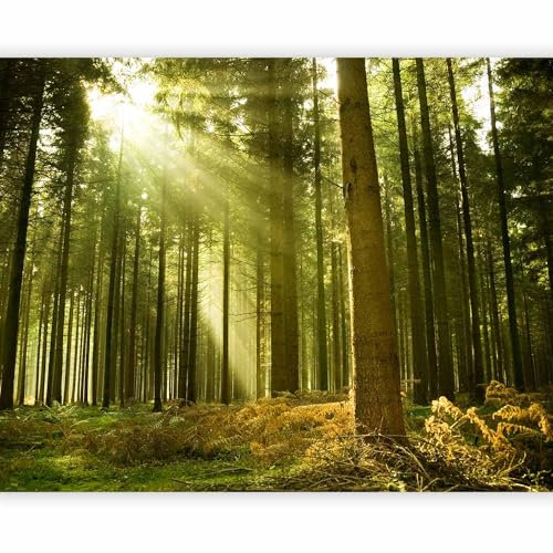murando Carta da parati Foresta Bosco Alberi 400x309 cm Fotomurali in TNT Murale alla moda Decorazione da Muro XXL Poster Gigante Design Carta per pareti Natura 100403-1
