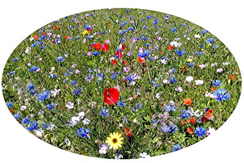 Saatzucht Bardowick 4061369338827 Saathelfer, Bunt