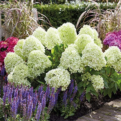 Hydrangea 'Little Spooky' Garden Plant Hardy Perennial Flowering Garden Shrub in 1x 9cm Pot by Thompson and Morgan (1)
