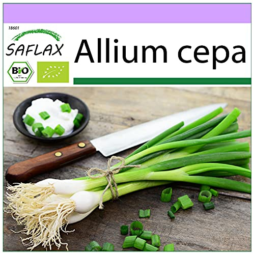 SAFLAX - Organic - Salad Onion - White Lisbon - 150 Seeds - Allium cepa