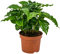Bloomique - Coffea Arabica - Kaffeepflanze - Pflegeleicht - Luftreinigend - Höhe 20-30 cm - Topf 12 cm