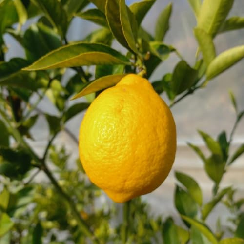 PIANTA DI LIMONE MEYER in fitocella - età 2-3 anni