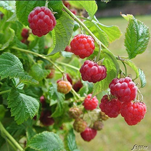 GARTEN SCHLÜTER® Topf-Himbeere 'Ruby Beauty'