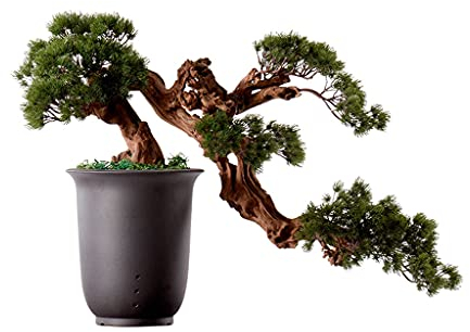 caihuashopping Künstlicher Bonsai-Baum Künstliche Bonsai-Baum simuliert Silikon-Nadelbaum Keramik-Topf Klar-Zweig Textur Home Büro Wohnzimmer Dekoration Pflanzendekoration ​Künstliche