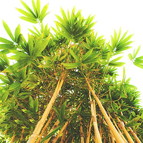 Bambus Pflanzen Winterhart Kletterpflanzen Schnellwachsend Bambus Samen Bambuspflanze Exotische Samen Garden ImmergrüNe Pflanzen Winterharte KüBelpflanzen GäRtner Geschenke 20 Bambus Saatgut