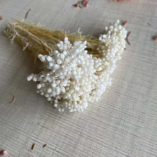 RIDAEX 8~15CM/12PC natürliche getrocknete konservierte Hirseblume trockene kleine Blumen DIY
