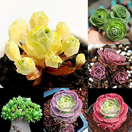 Portal Cool 05: 100Pcs The Mountain Rose Aeonium Greenovia Seeds Succulent Plant Flower Seed BT:Seeds only