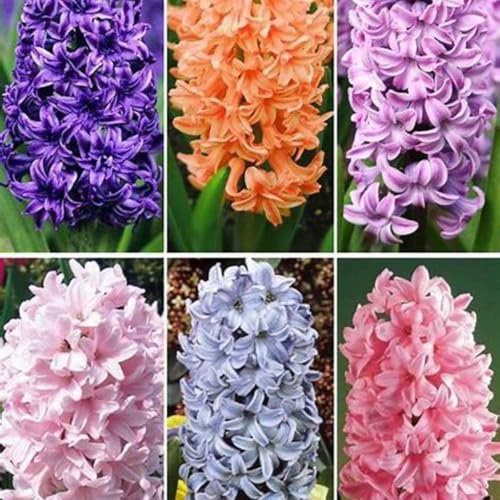 Jacintos bulbos,bulbos de jacintos blancos,bulbos de flores jacintos,Planta De jacinto,Herbáceas perennes,bulbos de jacinto,bulbos de jacintos,tesoros hortícolas.-8bulbos-D