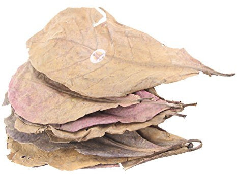 EmoursTM Große, natürliche Catappa-Blätter für Aquarium-Haustiere, 12 Stück