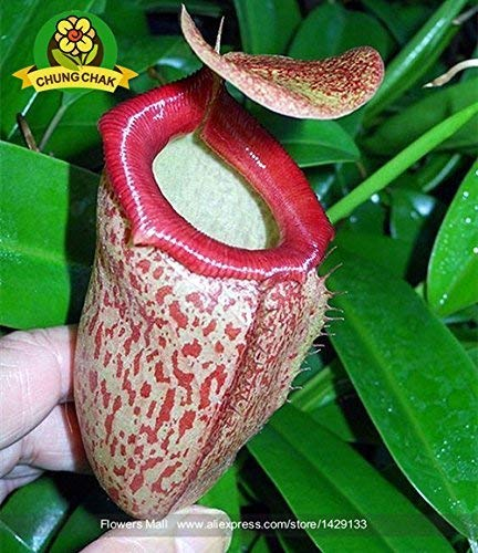 SwansGreen 3: Essen Mosquito Fleischfressende Pflanzen Nepenthes Samen 200pcs/bag Tropische Kannenpflanze Fang Insekt Garten Bonsai Topf leicht 3 wachsen