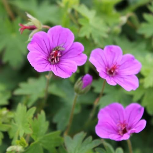 6x Blut Storchschnabel Dilys - Geranium ‘Dilys’ - Topf 9x9cm