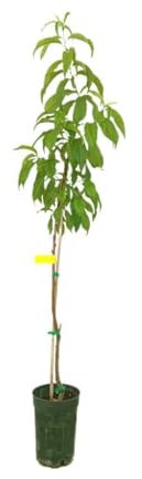NECTARINA | Maceta 17CM | Planta de Exterior | Exótico | Fácil Cuidado | Delicia Veraniega | Origen Natural | Agricultura Ecológica | Cultivo Exclusivo