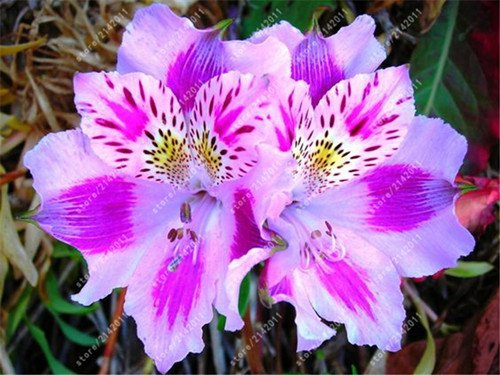 Graines D'Alstroemeria Chinamarket Graines De Lys Péruvien Alstroemeria Inca Bandit
