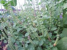 Tulsi Kapoor Tulsi Ocimum Sanctum Bio Indisches Basilikum