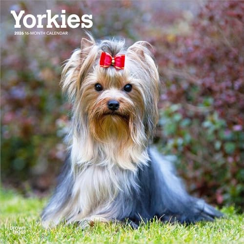 Yorkshire Terriers – Yorkshire Terrier – Yorkies 2026 – 16-Monatskalender: Original BrownTrout-Kalender [Mehrsprachig] [Kalender] (Wall-Kalender)
