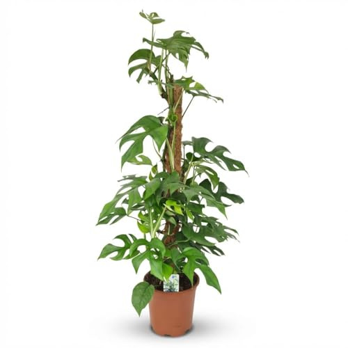 Mini pianta del foro - Monstera Minima Moss Vine - Verde - Bassa manutenzione - 80-90cm - Ø19cm - Pianta d'appartamento - Sempreverde