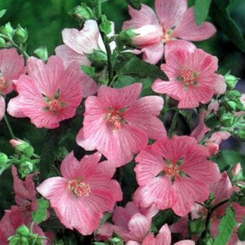 6 x Buschmalve Rosea - Lavatera 'Rosea' Topf 9x9cm: Rosa Blüten, kompakt, anspruchslos.