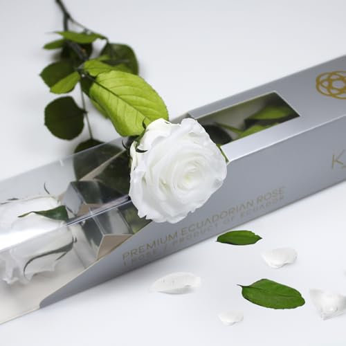 Rose blanche préservée d'Équateur, rose naturelle préservée avec tige 35 cm, cadeau pour femme, idées pour Sant Jordy, fête des mères et anniversaire, bouquets et détails romantiques (Pure White)