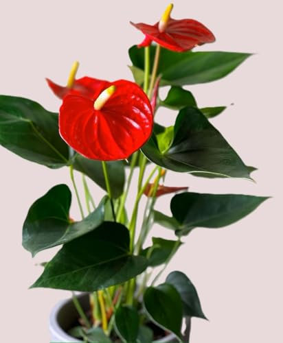 Anthurium Red Flower - Height 20/25cm. - 10cm Pot British Grown