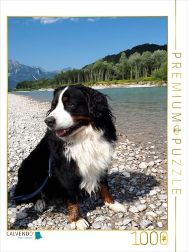 CALVENDO Puzzle EIN Motiv aus dem Kalender BÄR - Der Berner Sennenhund | 1000 Teile Lege-Größe 48 x 64 cm Foto-Puzzle für glückliche Stunden