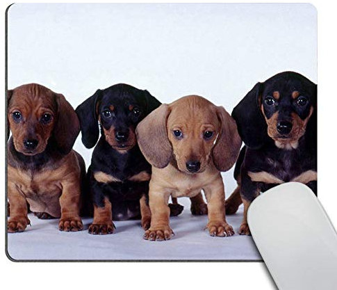 Wasach Dachshund Puppies Mouse Pad, Mousepad (Dogs Mouse Pad) 9.5 X 7.9 Inch (240mmX200mmX3mm)