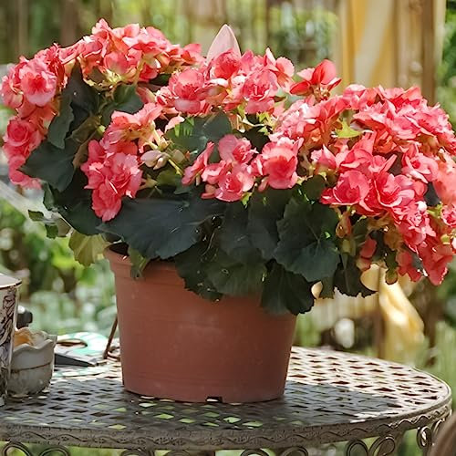 100 PZ Semi di Begonia Estetica Seme Facile da Coltivare Seme di Fiore Naturale Fiore Albero da Frutto Semi di Ortaggi Semi di begonia