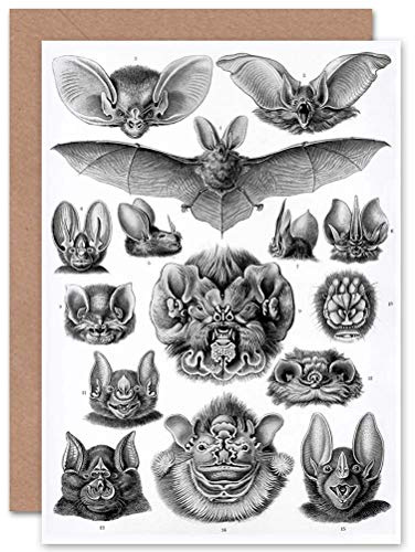 Wee Blue Coo NATURE ERNST HAECKEL BAT BIOLOGY GERMANY ADVERT BLANK GREETINGS CARD