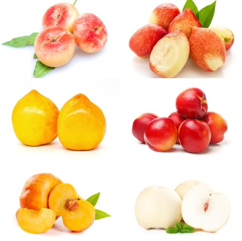 Semi di nettarina, frutteto semi rari serre da balcone di fresca esotiche acquistarere da colonnare nani resistenti resistenti per 15pcs