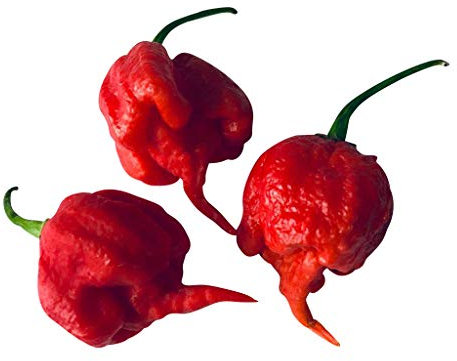15 Samen CAROLINA REAPER (AKA HP22B) ***Neue Züchtung, Schärfer als Moruga*** Aktueller Weltrekord