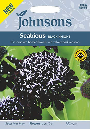 Johnsons SCABIOUS Black Knight Flower Seeds, Dark Maroon