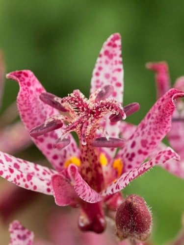 Tricyrtis hirta 'Sinonome' ca. 9x9 cm Topf - Krötenlilie, weiße Blüten mit purpurnen Flecken, Blütezeit August-Oktober, ideal für schattige Beete, pflegeleicht