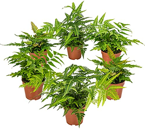 Bloomique - 6er Set - Farne Winterhart für Garten - Gartenpflanze - Immergrün - Stauden - Höhe 20-30 cm - Topf 12 cm