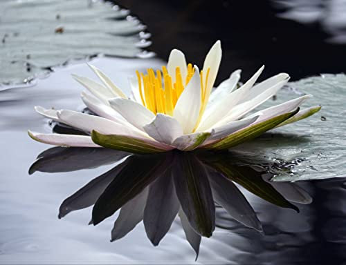 hansepuzzle 103834 - Lotus Puzzle 1000 Teile - Natur-Puzzle mit hochwertiger Aufbewahrung: Kartonbox und wiederverschließbarem Beutel - Format 60 × 46 cm