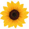 Kleberio Aufkleber Sonnenblume gelb Sticker Autoaufkleber wasserfest Blumen Mülltonne Blumenwiese lustiger Autoaufkleber Dekoration Wohnmobil Fensterbild 19 x 20 cm