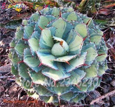 Bloom Green Co. 100 Stück/Sacchetto Semi di Aloe Kaktus Agave, Piante succulente Seltene Bonsai Semi Agave-Americana Vaso Agave Piante per Il Giardino Domestico: 9